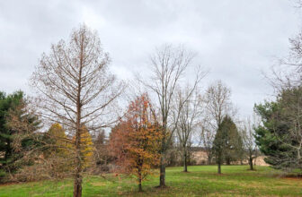 The Little Issues Publication #444 – Life, l...