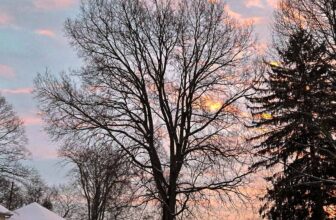 The Little Issues E-newsletter #452 – Life, ...