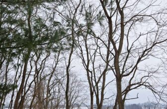 The Little Issues Publication #453 – Life, l...