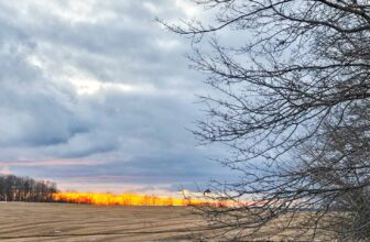 The Little Issues Publication #454 – Life, l...