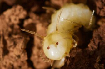 This Fly Larva’s Butt Appears Like a Termite’s...