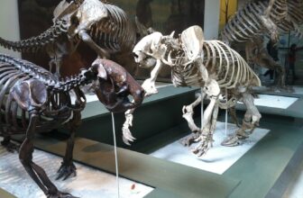 Why Historical Sloths Grew to become the Measureme...