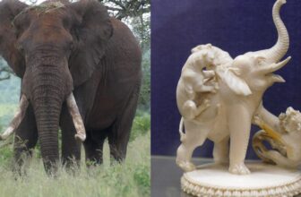 How Prehistoric Mammoth Tusks May Assist Bust Tren...