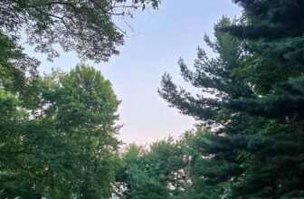 The Little Issues Publication #481 – Life, l...