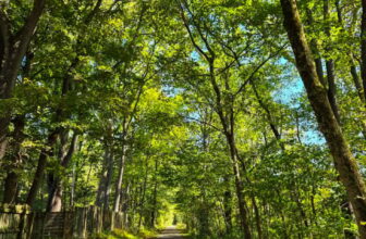 The Little Issues Publication #489 – Life, l...