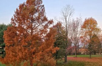 The Little Issues Publication #495 – Life, l...